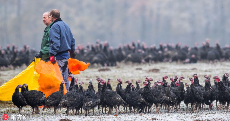 【英伦谈】欧洲多国爆发致命禽流感，这个圣诞都不能做鸡了