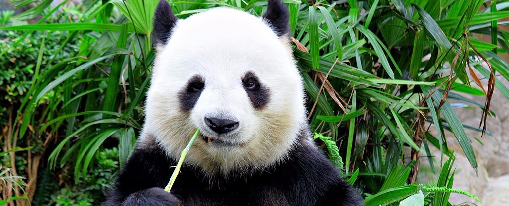 熊猫欢欢在法国怀孕了，国民乐疯了... 来看看老外对“滚滚”究竟有多爱