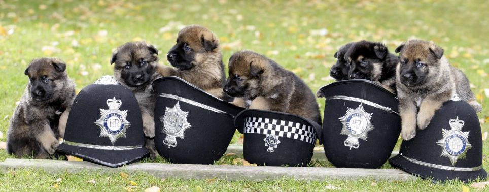 【英伦事】英国第一批专查恋童癖的警犬，竟是两只半路出家的小不点！