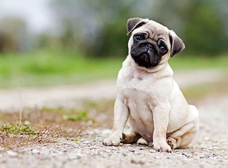 德国最受欢迎的狗狗排行榜，哎哟，亲死我了！