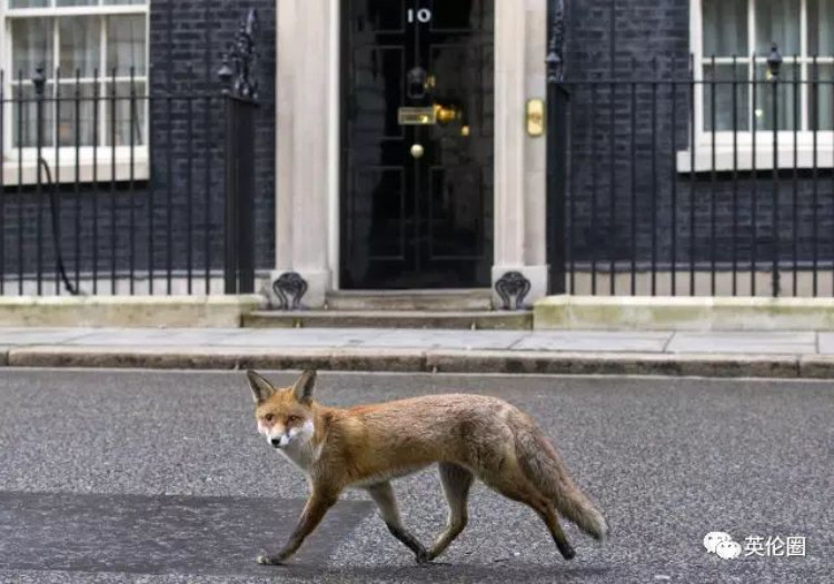 伦敦狐狸撩完就跑，这招怕不是跟峨眉山猴子学的…