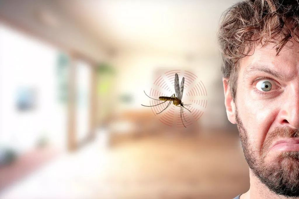 一万亿只蚊子正围攻奥地利！无数人中招：怎样才能不被咬？