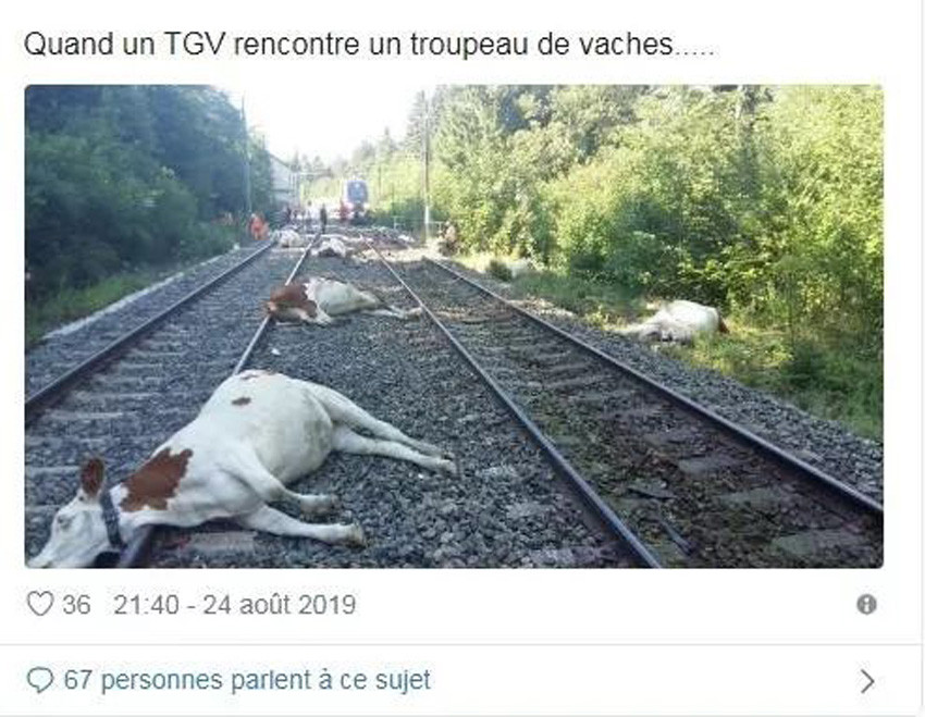 法国高速列车发生惨案，22头牛被撞飞！ 