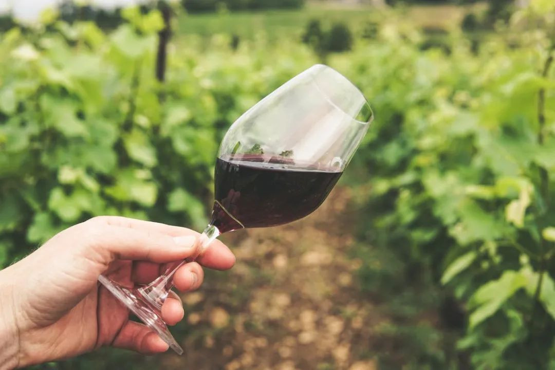法国迎来葡萄采收旺季，约一场葡萄酒旅行吗？