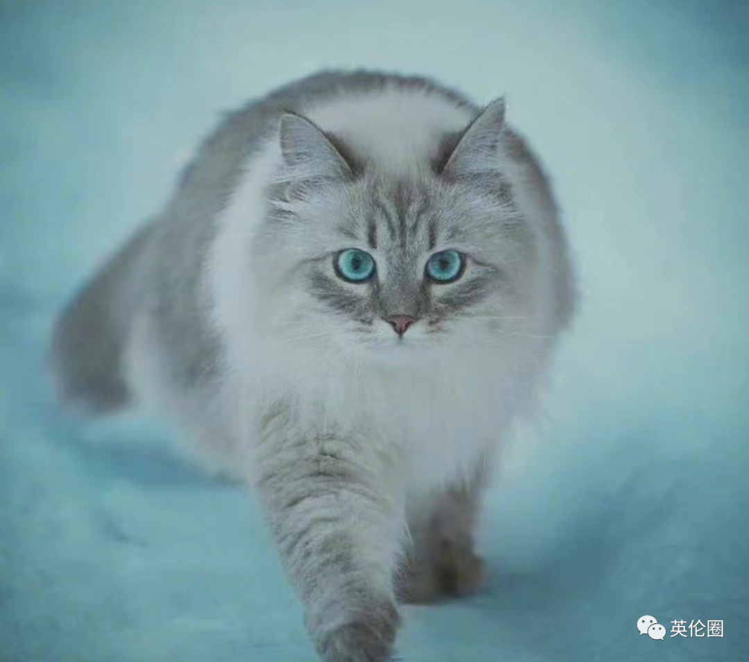 俄罗斯猫竟也受到制裁?! 网友: 下一个不会是俄罗斯方块吧...
