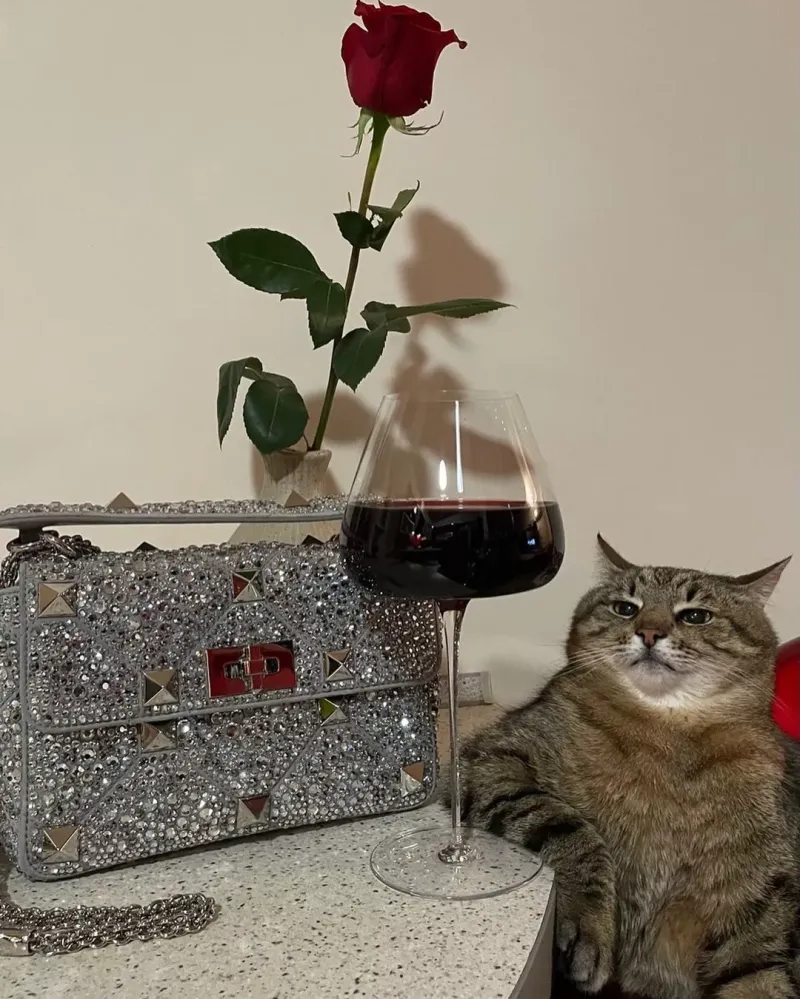 乌克兰网红猫亮相“戛纳红毯”，动物竟成“曲线救国”的流量密码！