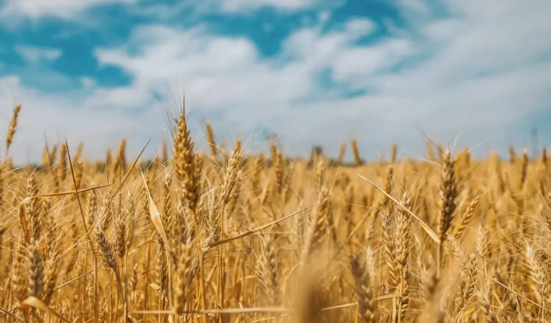 欧盟或将收紧对乌克兰的农业关税许可